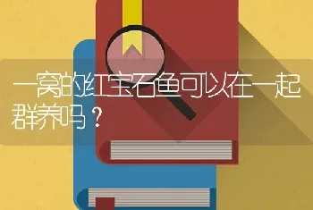 一窝的红宝石鱼可以在一起群养吗？