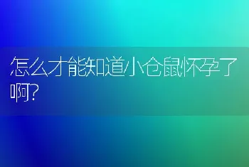 怎么才能知道小仓鼠怀孕了啊？