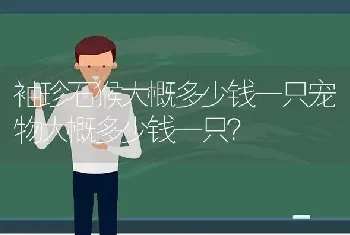 袖珍石猴大概多少钱一只宠物大概多少钱一只？