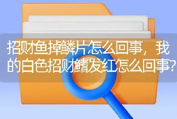 招财鱼掉鳞片怎么回事，我的白色招财鳍发红怎么回事？