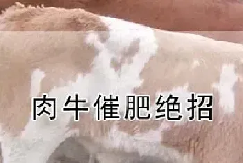 肉牛催肥绝招