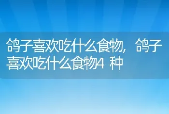 鸽子喜欢吃什么食物，鸽子喜欢吃什么食物4种