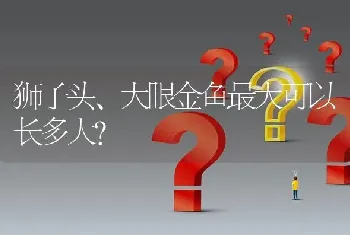 狮子头、大眼金鱼最大可以长多大？