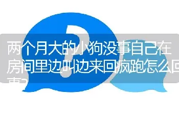 两个月大的小狗没事自己在房间里边叫边来回疯跑怎么回事？