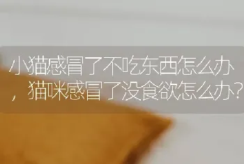 小猫感冒了不吃东西怎么办，猫咪感冒了没食欲怎么办？