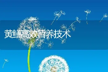 黄鳝高效暂养技术