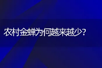 农村金蝉为何越来越少？