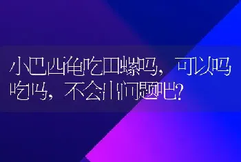 小巴西龟吃田螺吗，可以吗吃吗，不会出问题吧？