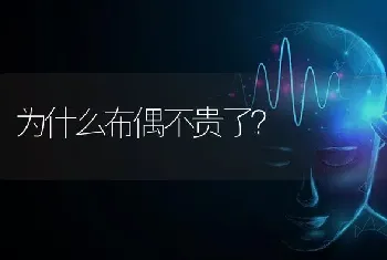 为什么布偶不贵了？