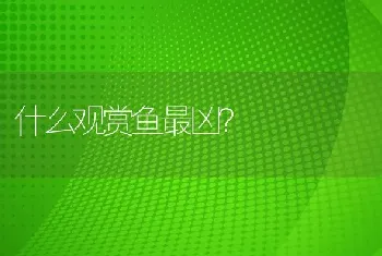 什么观赏鱼最凶？