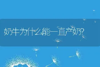 奶牛为什么能一直产奶？