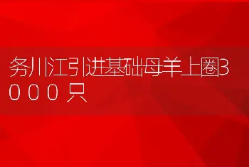 务川江引进基础母羊上圈3000只