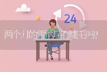 两个月的雪纳瑞有睫毛吗？