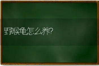 野喉龟怎么养？