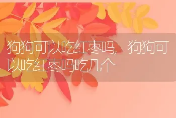 狗狗可以吃红枣吗，狗狗可以吃红枣吗吃几个