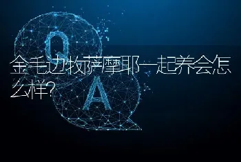 金毛边牧萨摩耶一起养会怎么样？