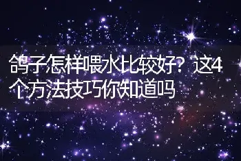 鸽子怎样喂水比较好？这4个方法技巧你知道吗