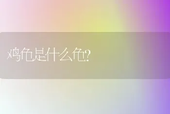 鸡龟是什么龟？