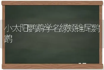 小太阳鹦鹉学名绿颊锥尾鹦鹉