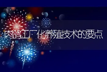 肉鸽工厂化养殖技术的要点