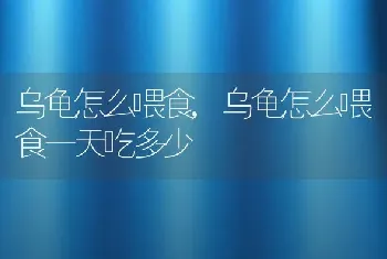 乌龟怎么喂食，乌龟怎么喂食一天吃多少