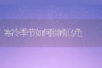 寒冷季节如何照顾乌龟