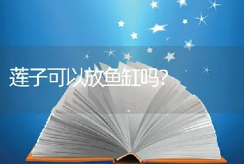 莲子可以放鱼缸吗？