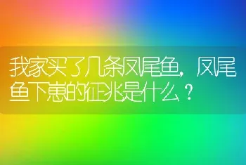 我家买了几条凤尾鱼，凤尾鱼下崽的征兆是什么？