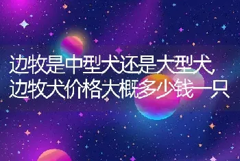 公猫绝育10天后死了，猫丢了如何快速找回