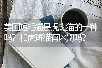 美国短毛猫是虎斑猫的一种吗？和虎斑猫有区别吗？