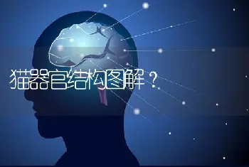 猫器官结构图解？