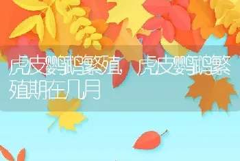 虎皮鹦鹉繁殖，虎皮鹦鹉繁殖期在几月