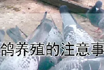 肉鸽养殖的注意事项