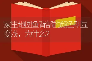 家里地图鱼背部的颜色明显变浅，为什么？