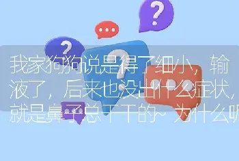 我家狗狗说是得了细小，输液了，后来也没出什么症状，就是鼻子总干干的~为什么呢？