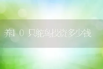 养10只鸵鸟投资多少钱