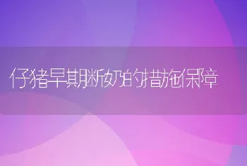 仔猪早期断奶的措施保障