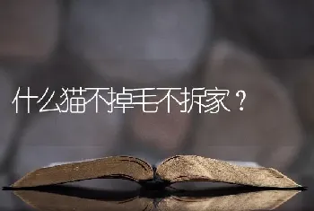 长不大，可爱，没体味，不掉毛的狗狗有哪些？