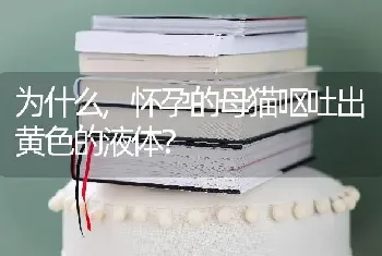 为什么,怀孕的母猫呕吐出黄色的液体？