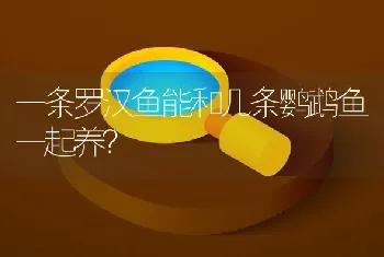 一条罗汉鱼能和几条鹦鹉鱼一起养？