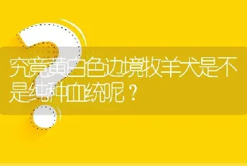 究竟黄白色边境牧羊犬是不是纯种血统呢？