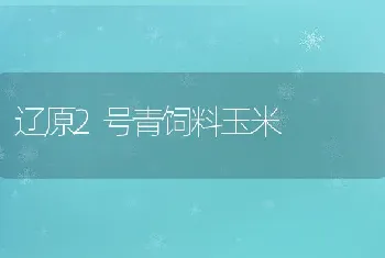 辽原2号青饲料玉米