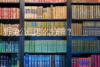 野兔公母怎么分辨？