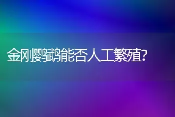 哪些城市不允许养金毛？