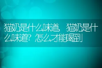 猫奶是什么味道，猫奶是什么味道？怎么才能喝到