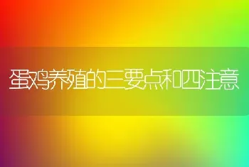 蛋鸡养殖的三要点和四注意