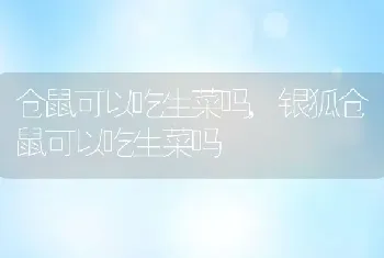 仓鼠可以吃生菜吗，银狐仓鼠可以吃生菜吗