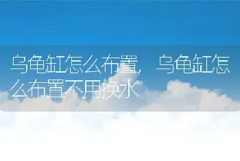 乌龟缸怎么布置，乌龟缸怎么布置不用换水