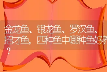 金龙鱼、银龙鱼、罗汉鱼、招才鱼，四种鱼中哪种鱼好养？