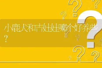 小鹿犬和吉娃娃哪个好养些？